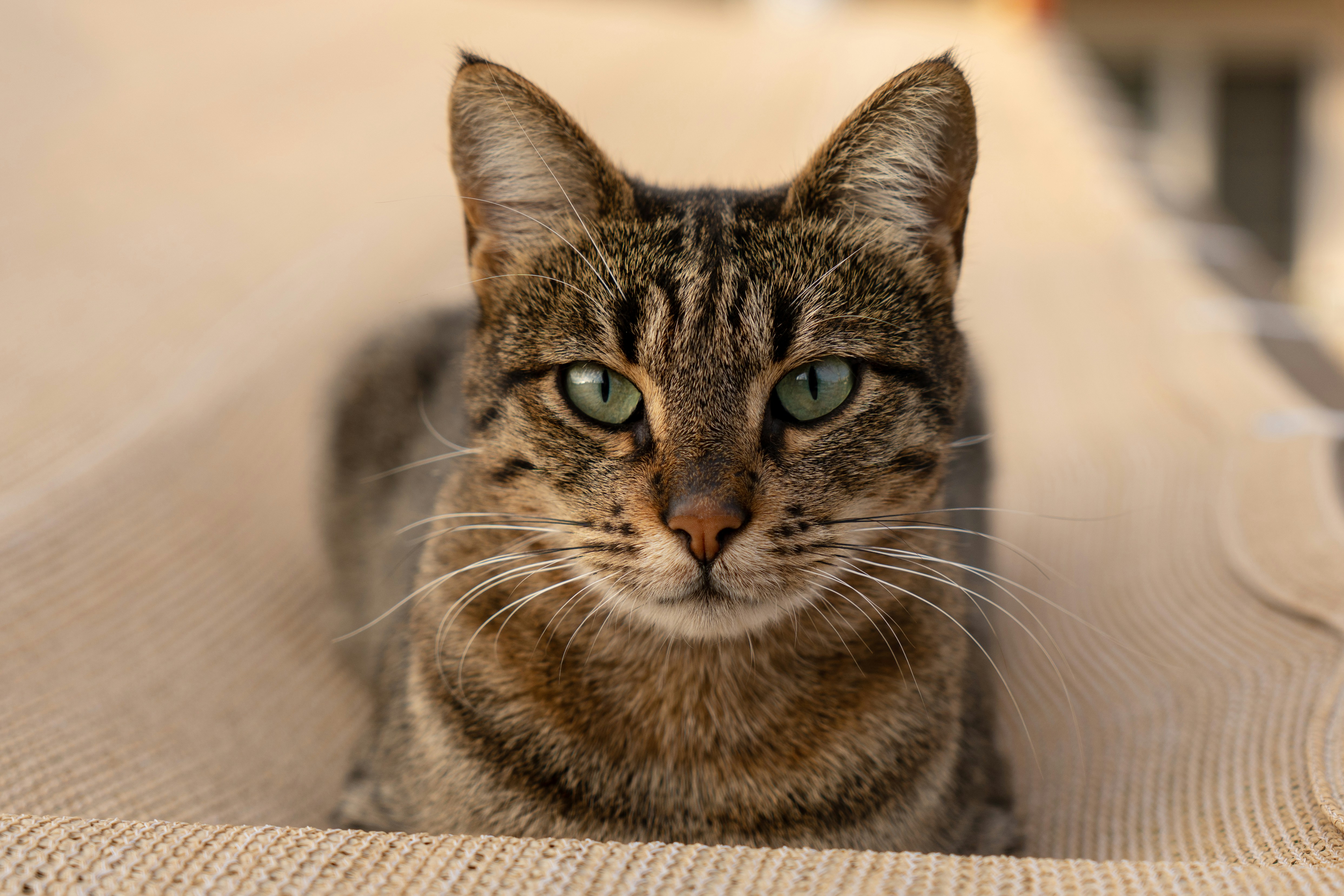 a close up of a cat sitting on a couch