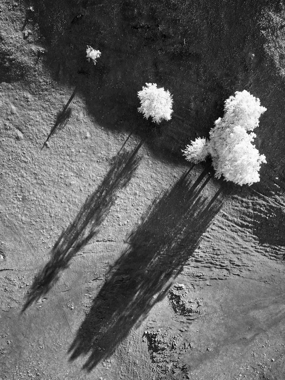 a black and white photo of three trees