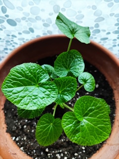 A potted plant with vibrant green leaves growing from rich, dark soil. The pot is made of terracotta, and a decorative, textured background is partially visible.