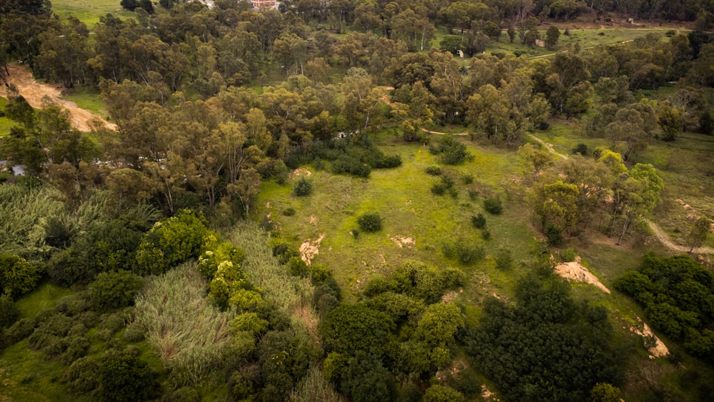 an aerial view of a lush green forest