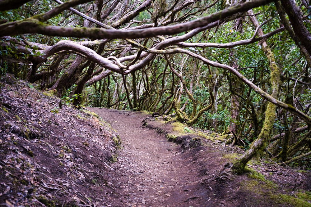 a trail in the woods with many branches hanging over it