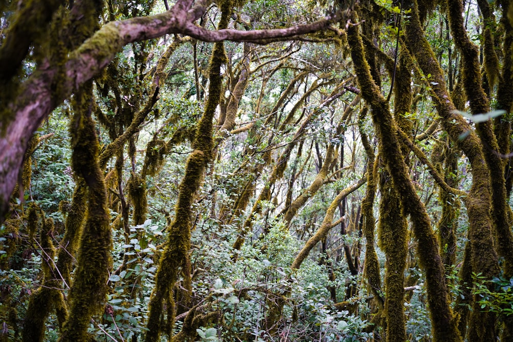 a forest filled with lots of trees covered in moss