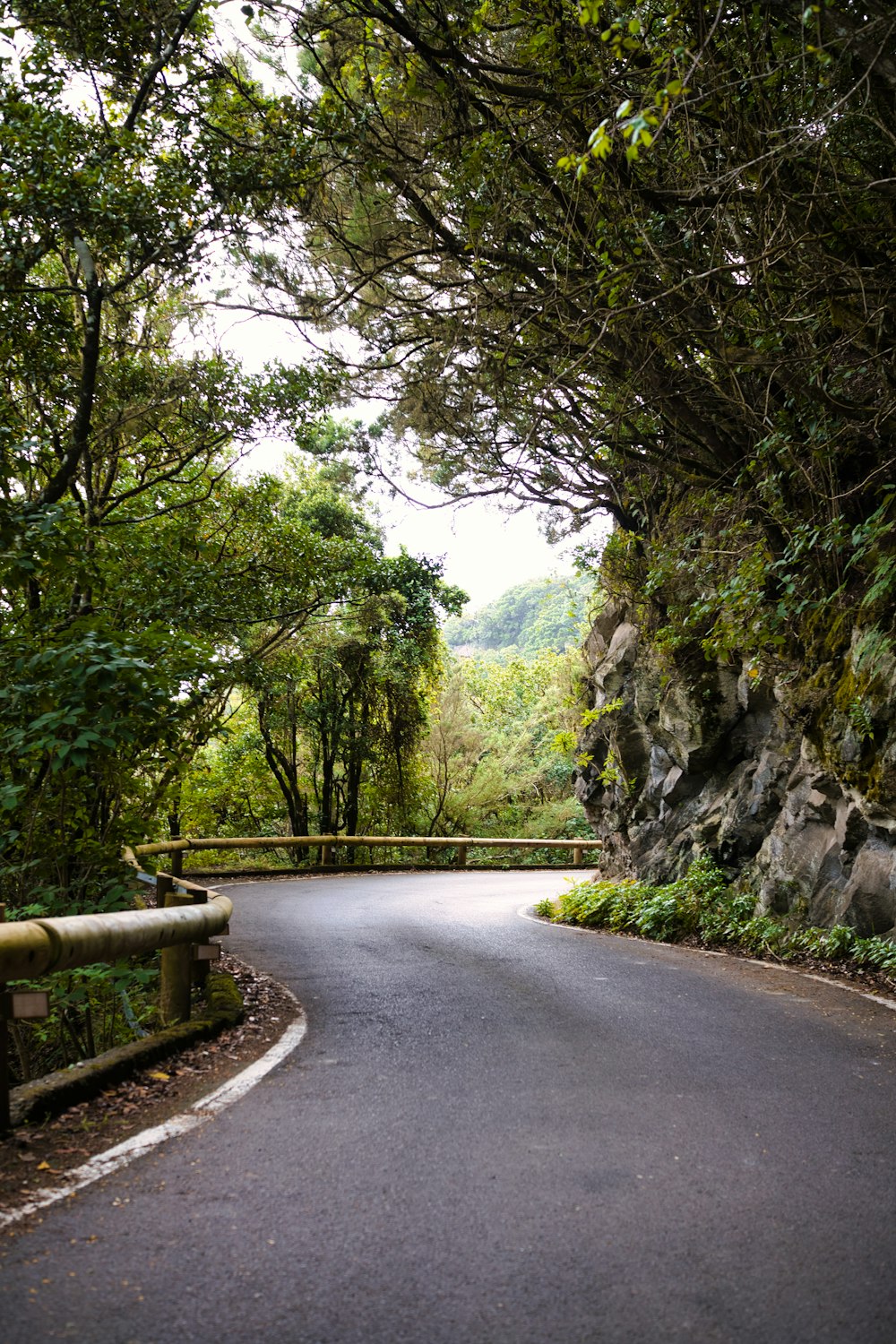 Una strada tortuosa circondata da alberi verdi lussureggianti
