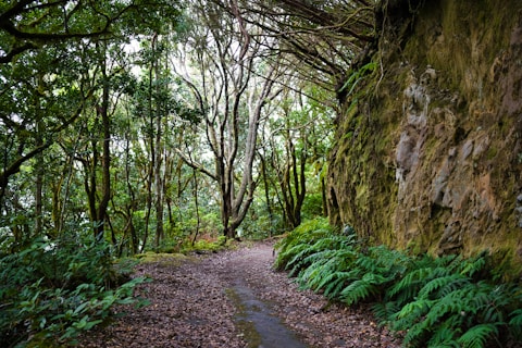 bosque de anaga Tenerife