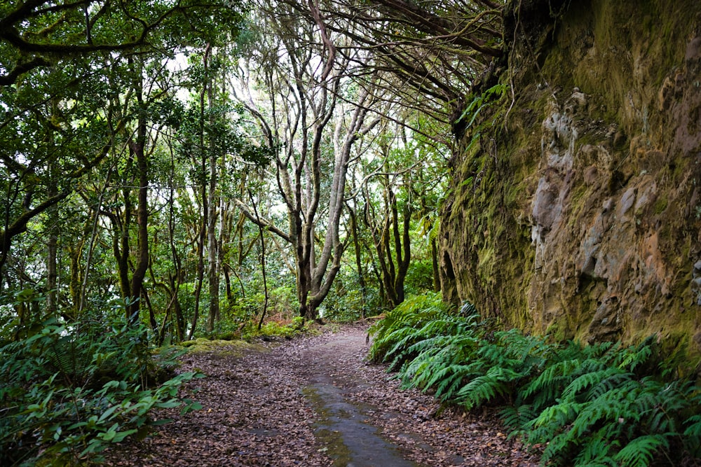 a path in the middle of a lush green forest