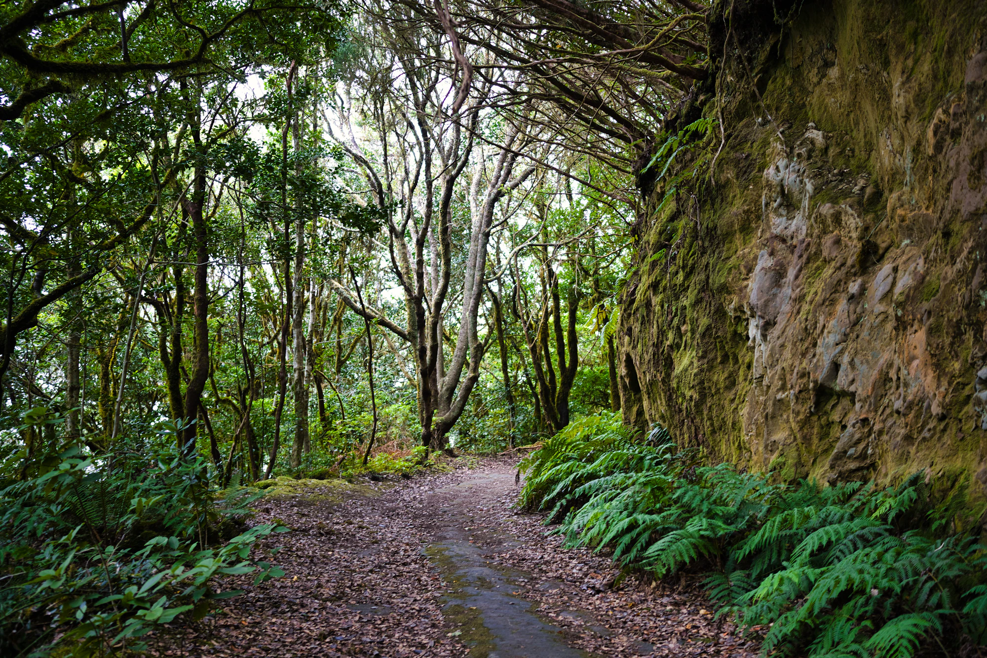 Bosque y naturaleza de España