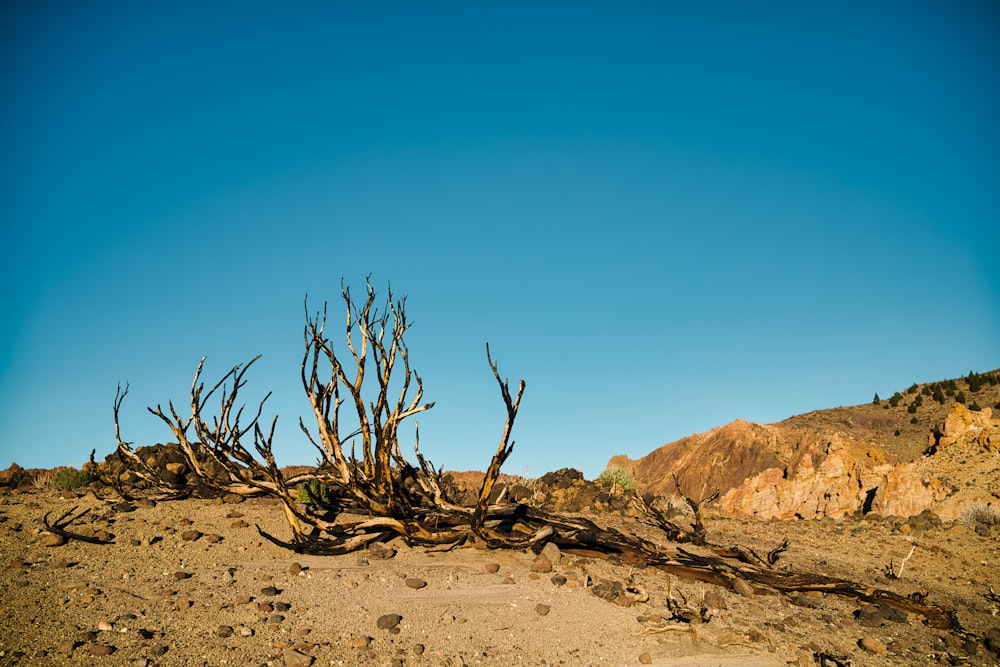 a dead tree in the middle of a desert