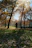 A happy dog on a leash walking through a sunny park with autumn leaves.