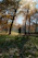 A happy dog on a leash walking through a sunny park with autumn leaves.