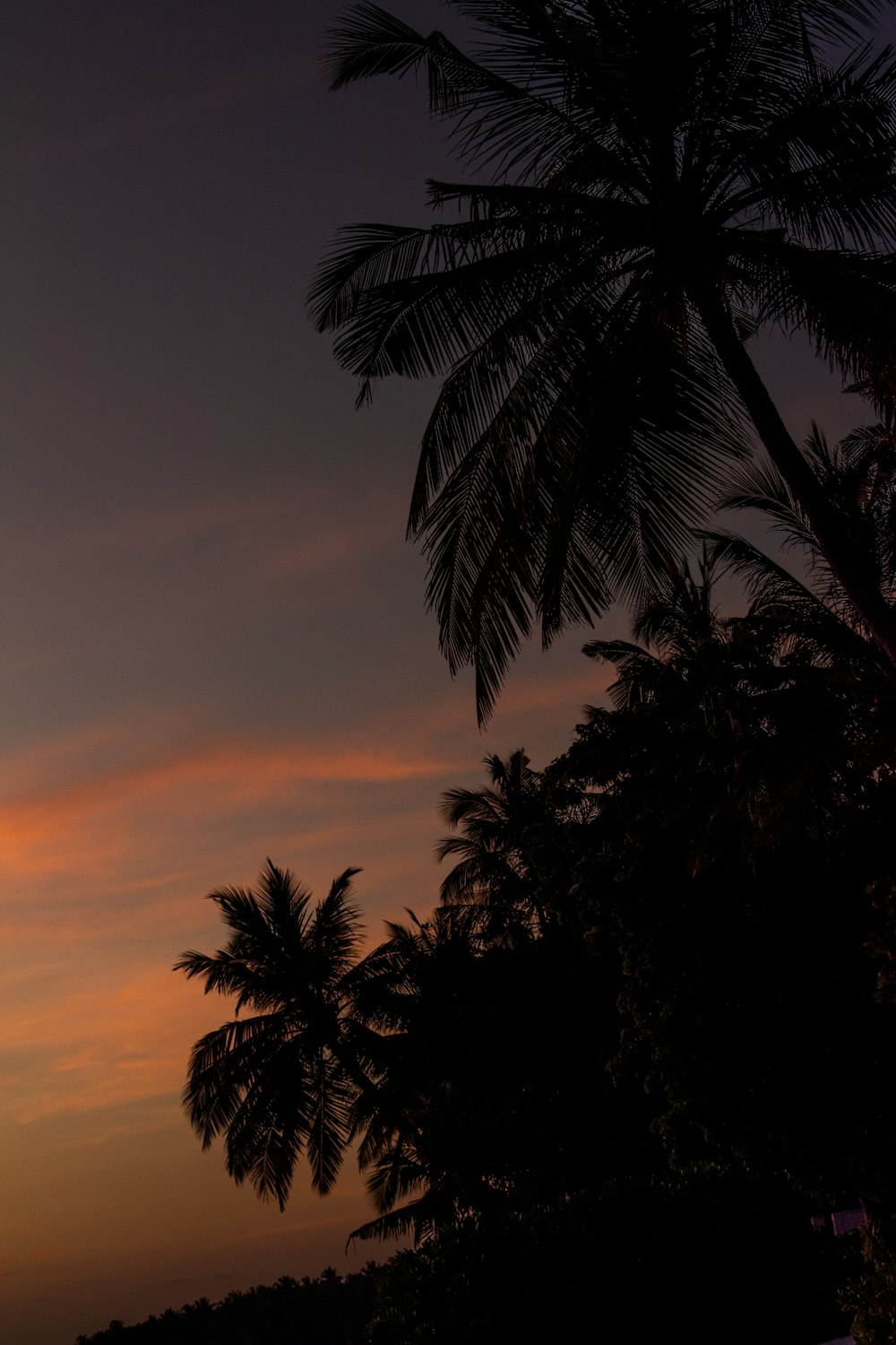 a palm tree is silhouetted against a sunset