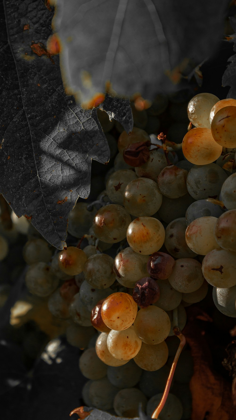 um cacho de uvas penduradas em uma videira