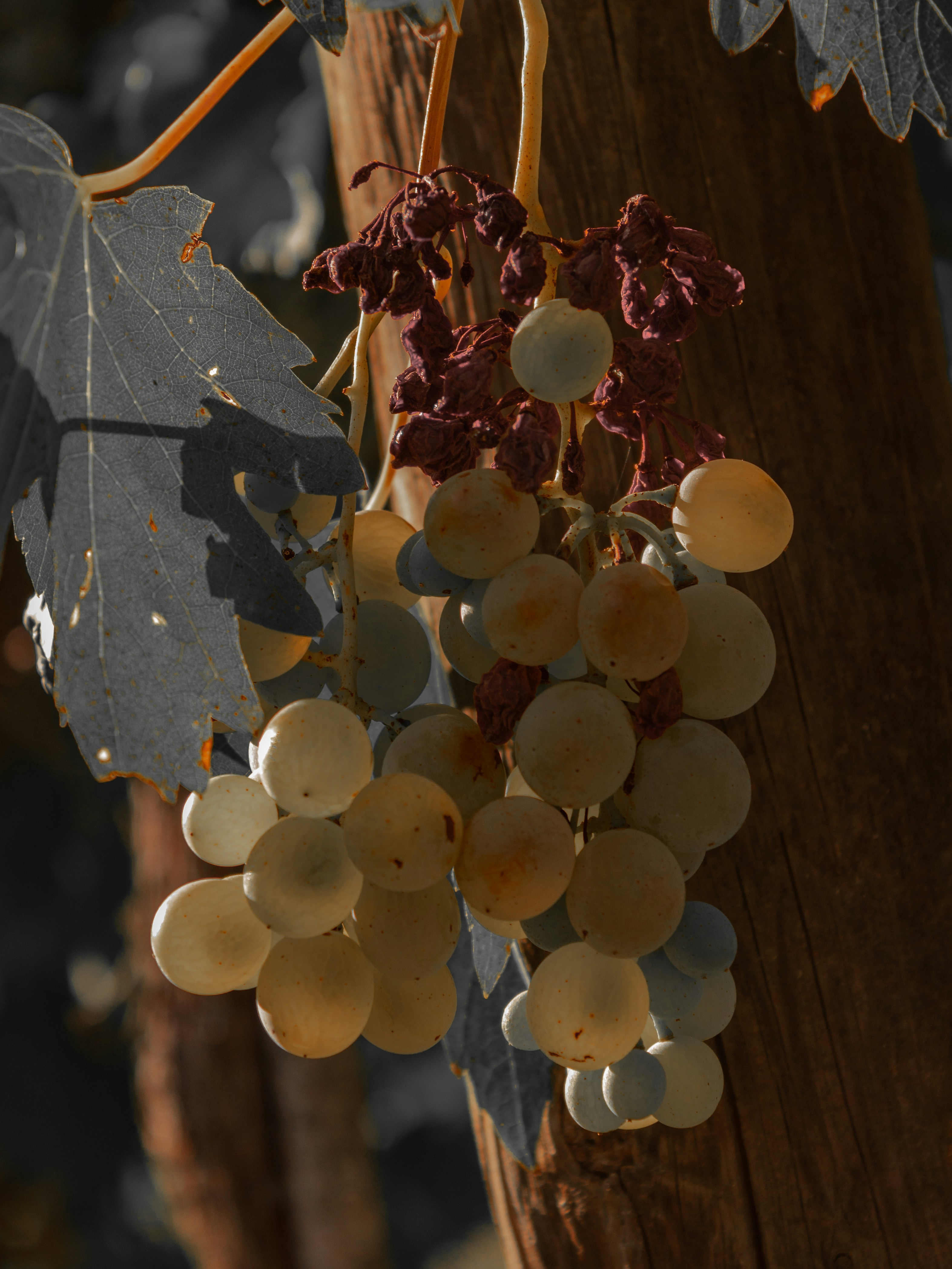 a bunch of grapes hanging from a tree