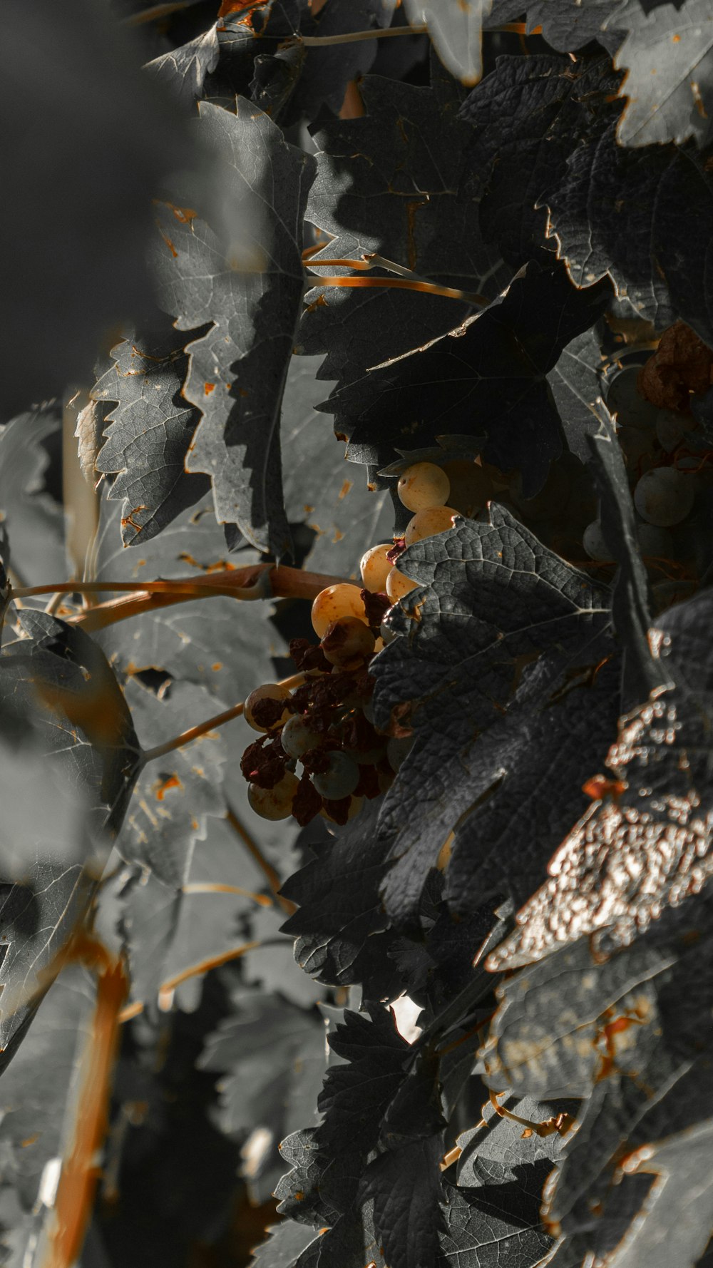 a close up of leaves and berries on a tree