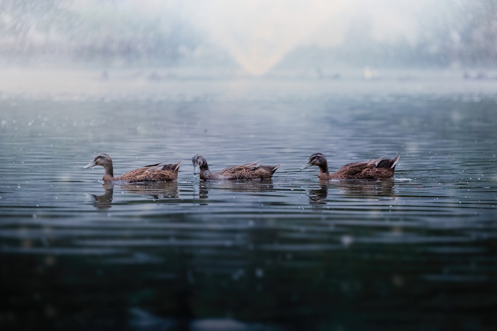 a group of ducks floating on top of a lake