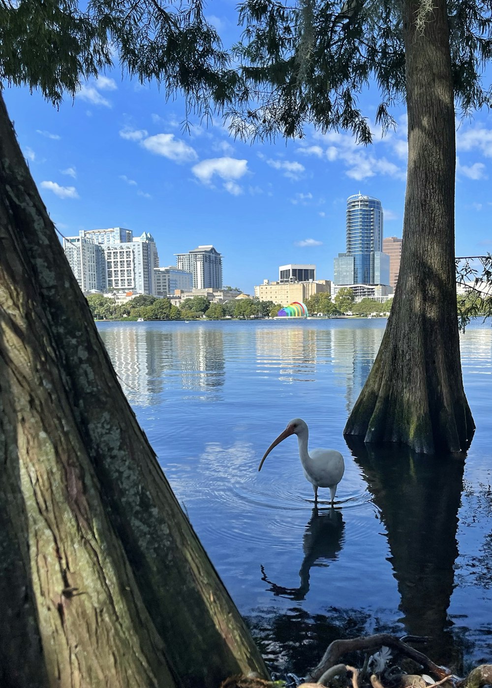 a bird is wading in a body of water