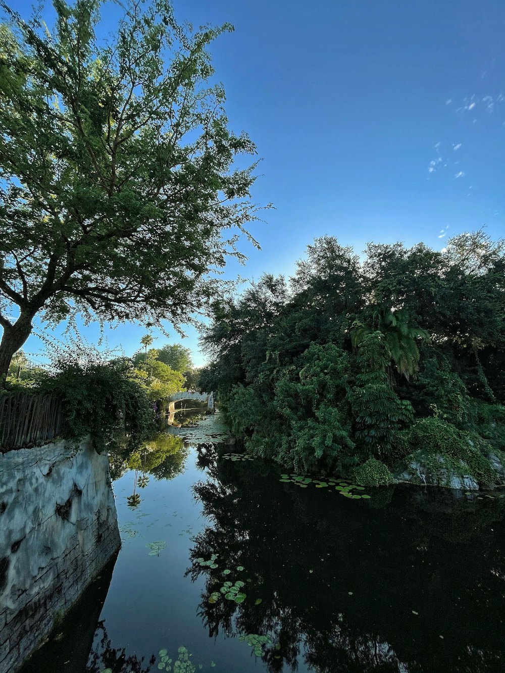 a body of water surrounded by trees and bushes