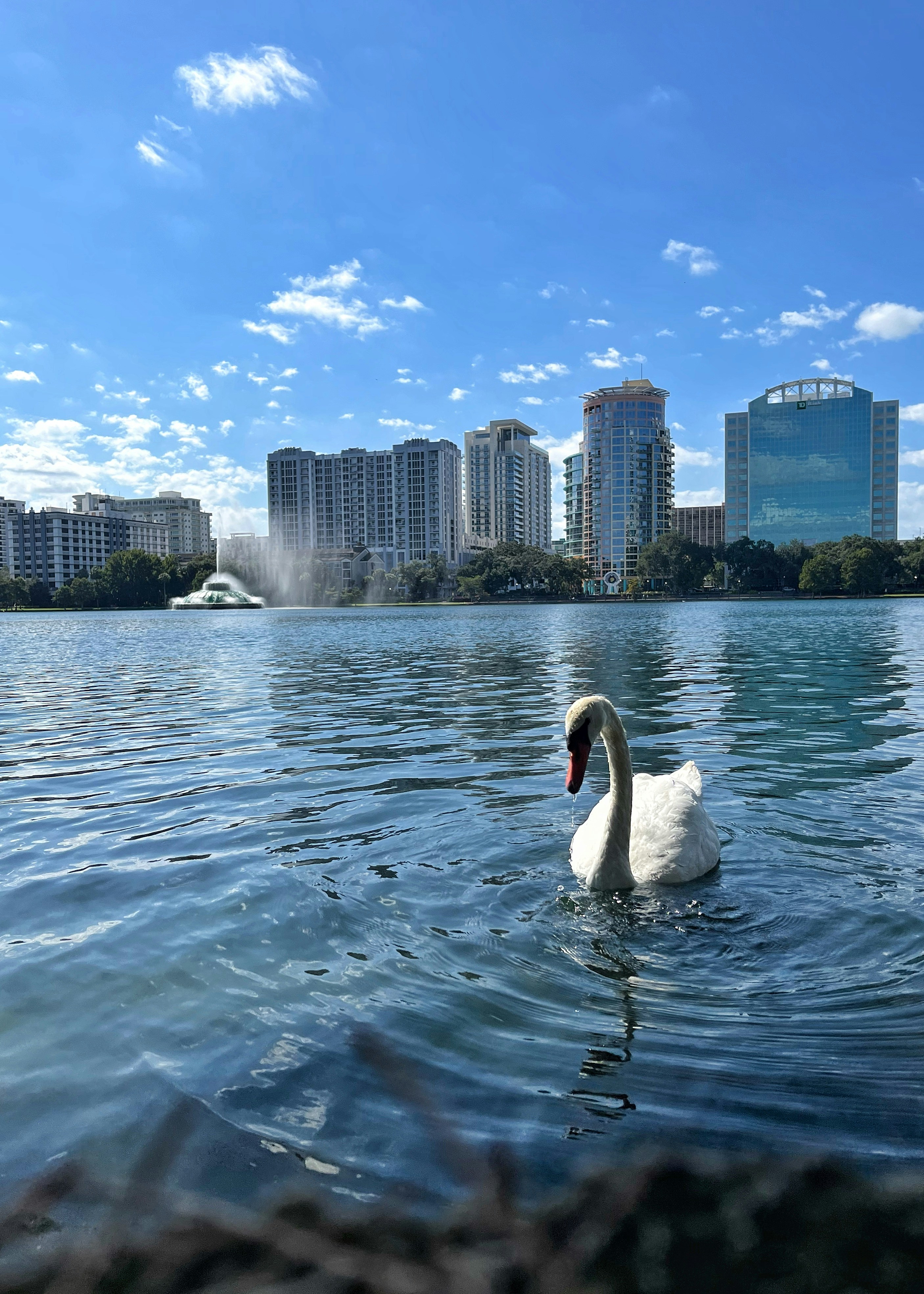 a swan is swimming in a lake in front of a city