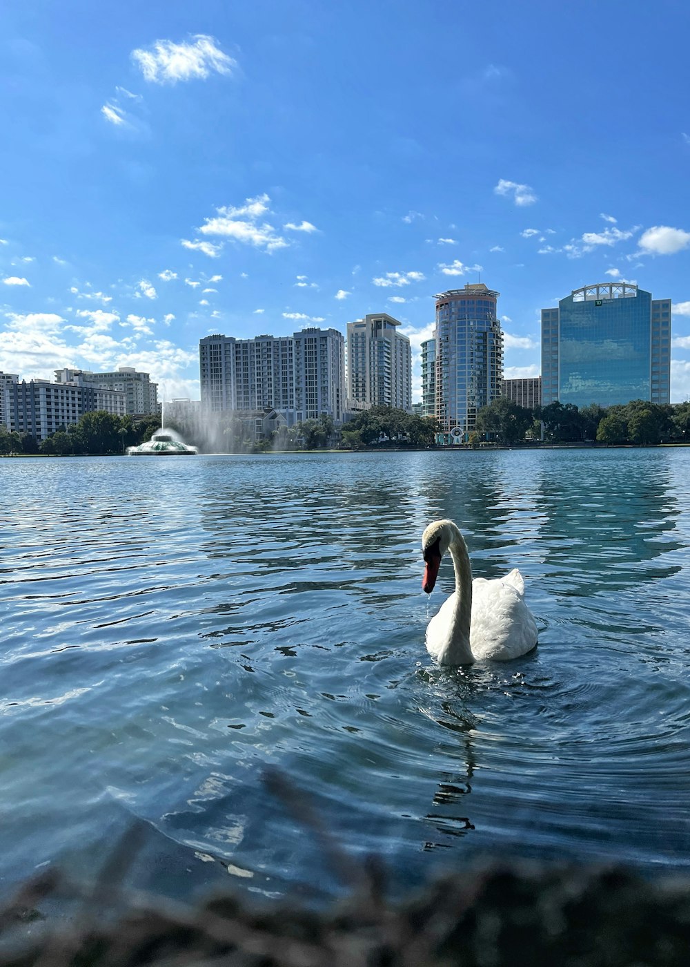 a swan is swimming in a lake in front of a city