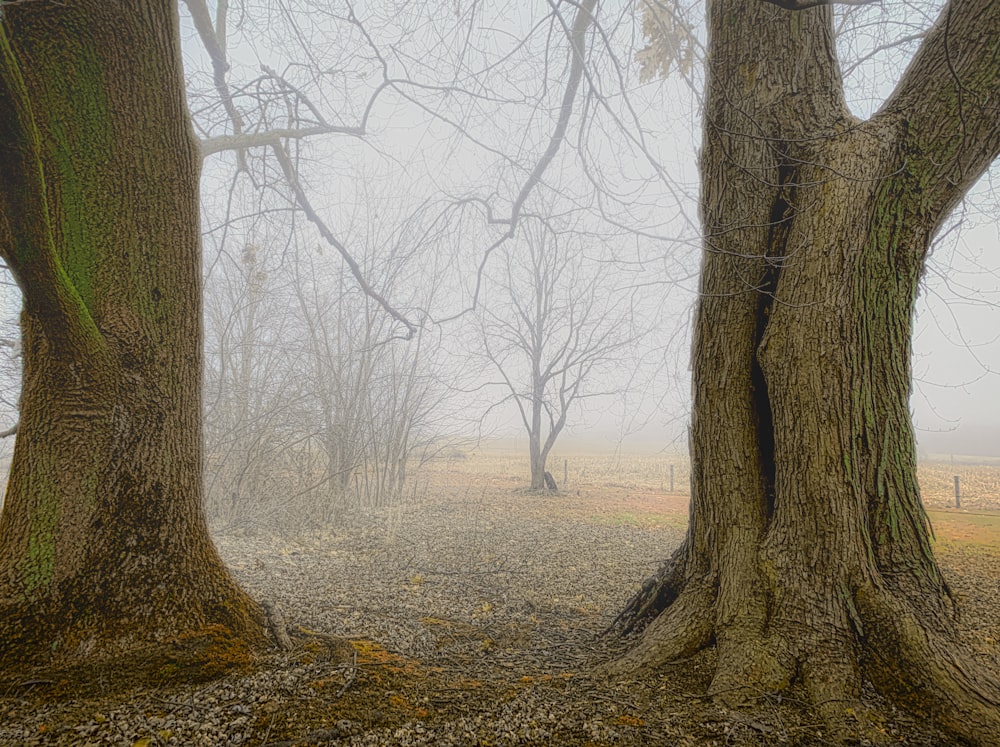 a couple of trees that are standing in the dirt