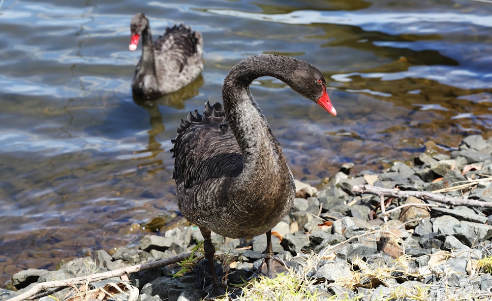a couple of black swans standing on top of a lake