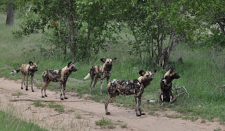 A group of African wild dogs with distinct black, white, and tan markings stands on a dirt path surrounded by lush green foliage. The dogs appear attentive and alert, with some looking directly towards the viewer and others scanning their surroundings.