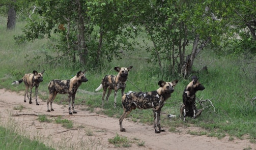A group of African wild dogs with distinct black, white, and tan markings stands on a dirt path surrounded by lush green foliage. The dogs appear attentive and alert, with some looking directly towards the viewer and others scanning their surroundings.