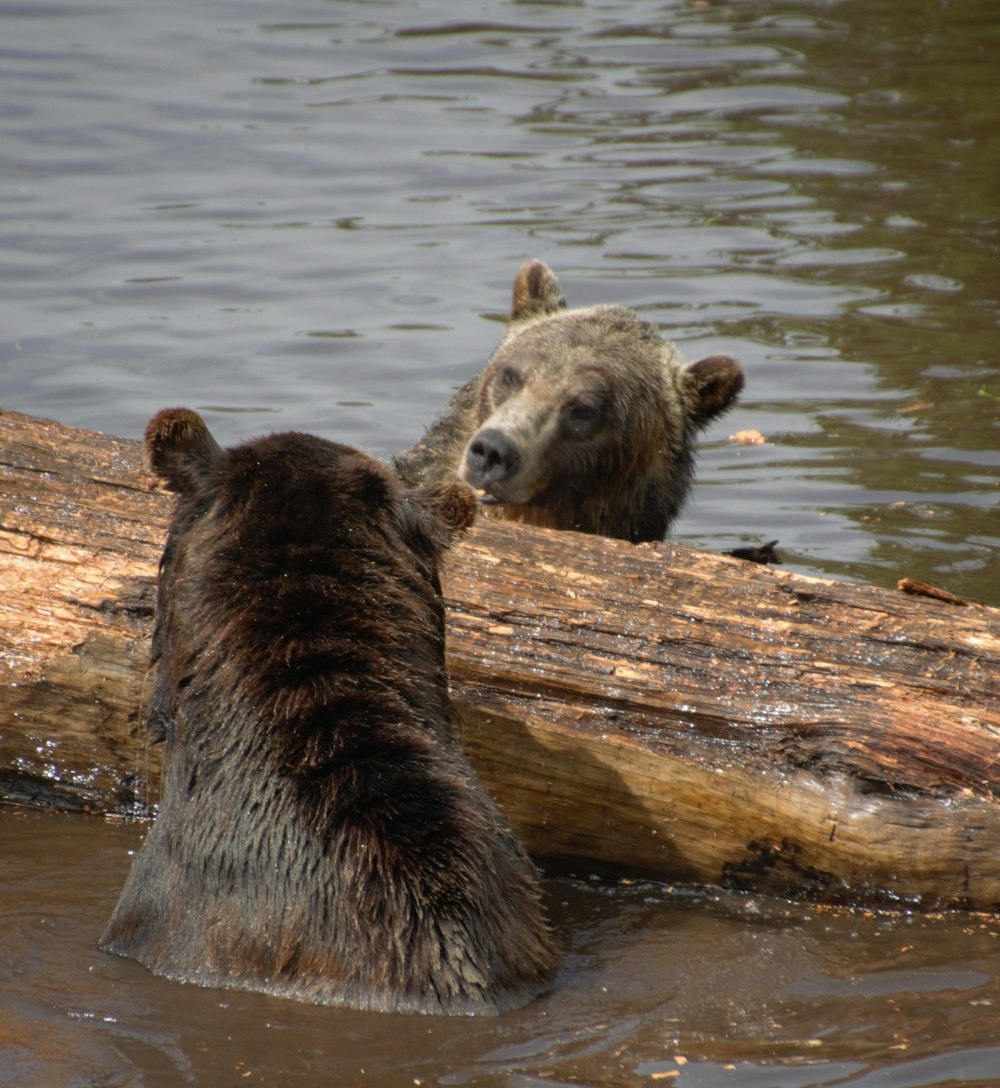 two bears are in the water near a log