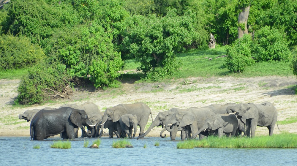 a herd of elephants standing next to a body of water