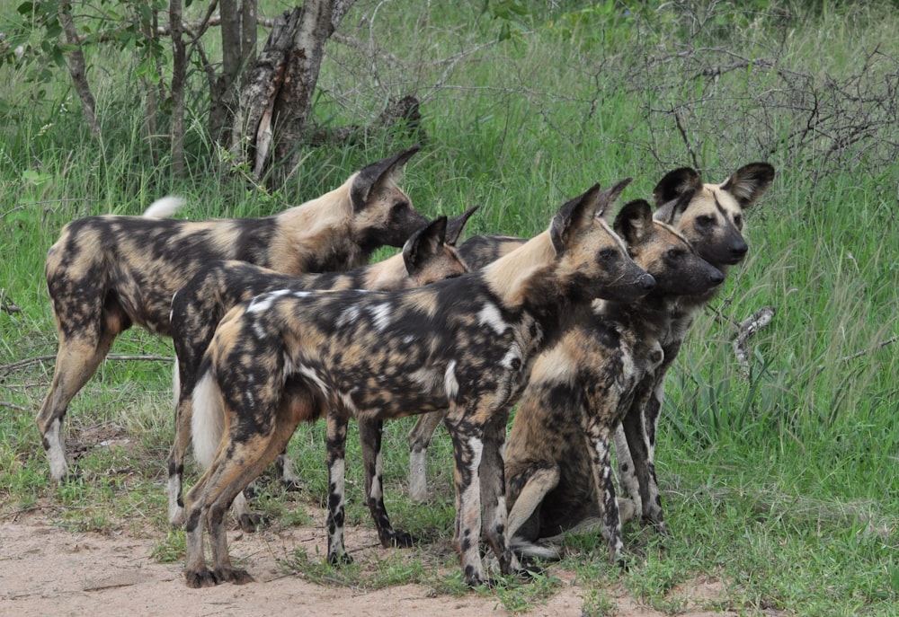 a group of wild dogs standing next to each other