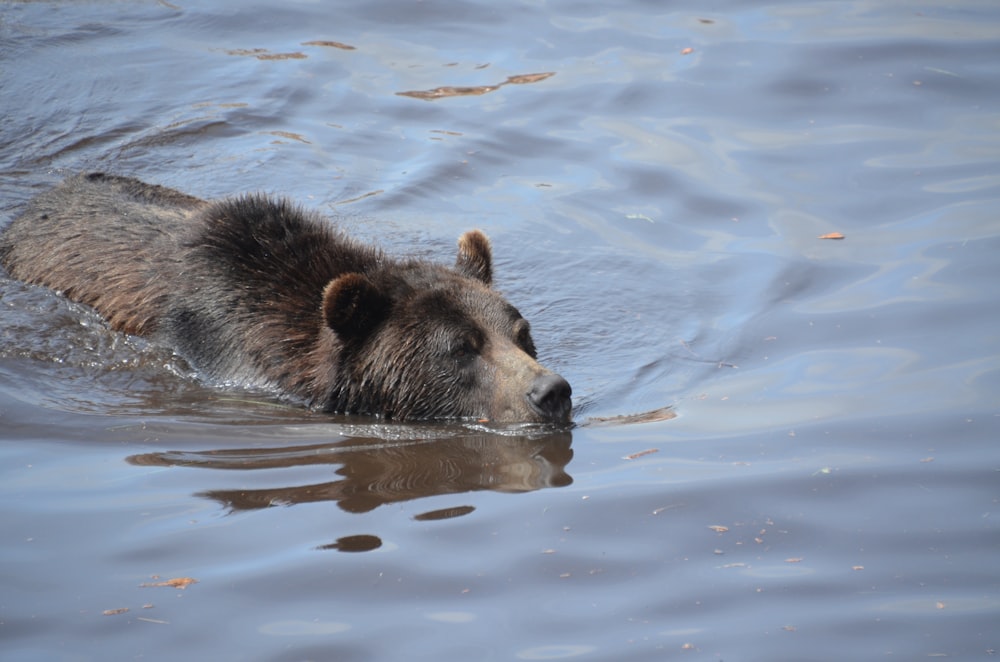 a brown bear swimming in the water