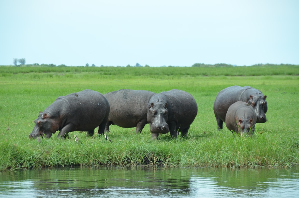 Reproduction and social structure  Hippos