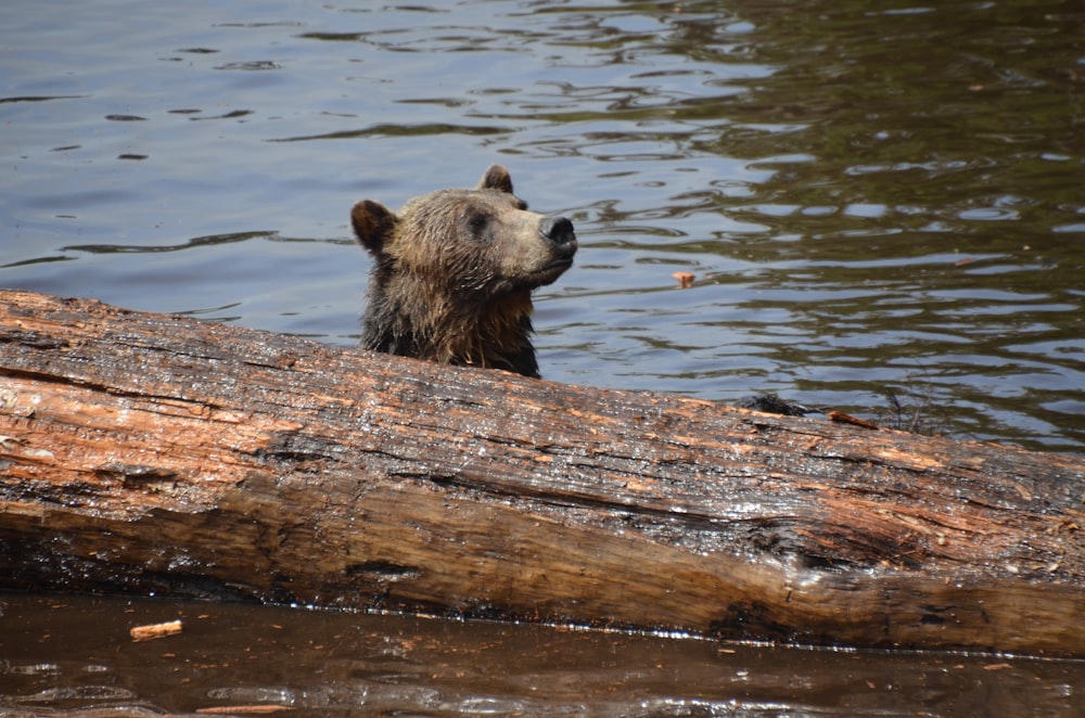 a bear that is standing in the water