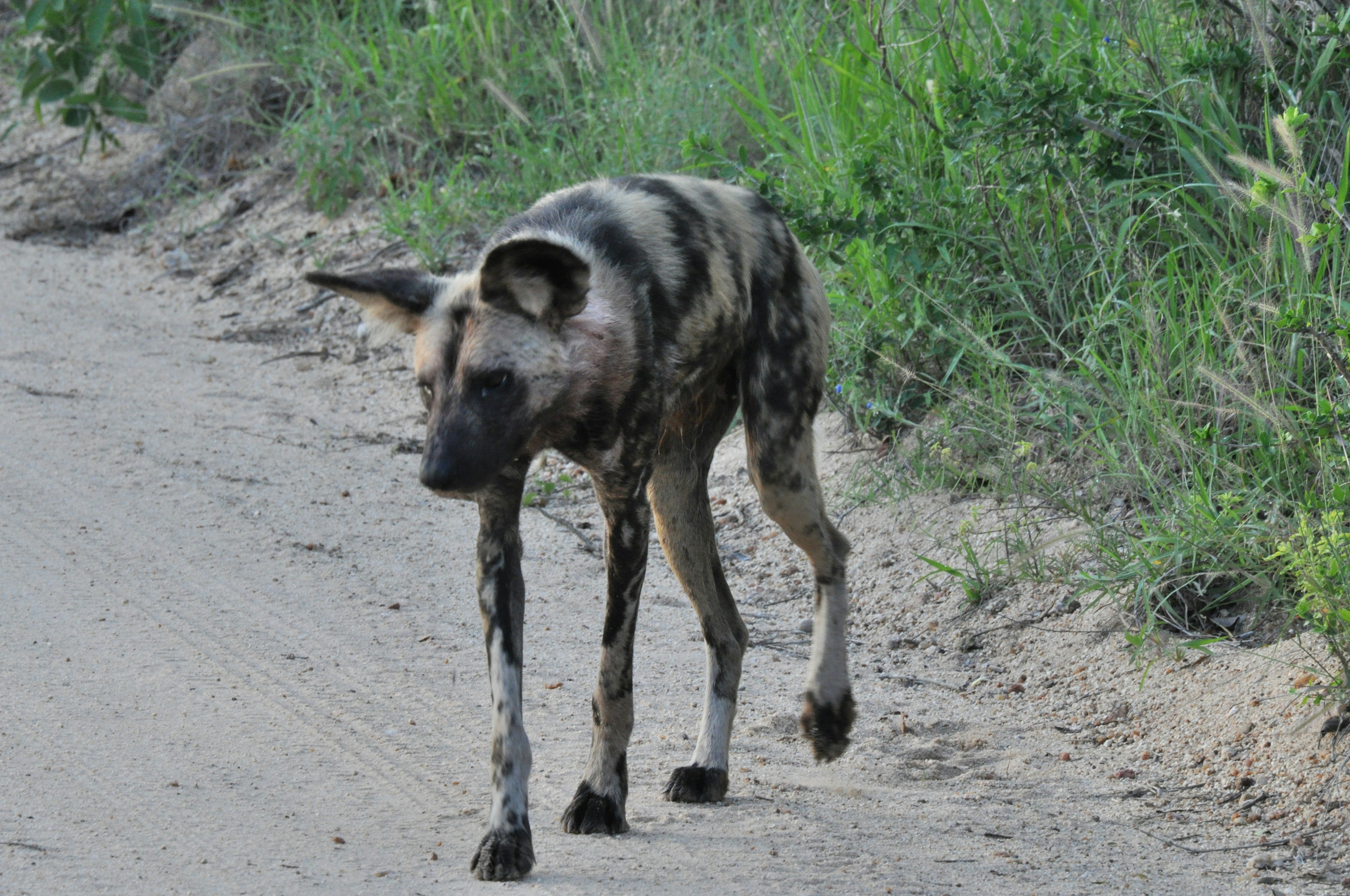 a wild dog walking down a dirt road