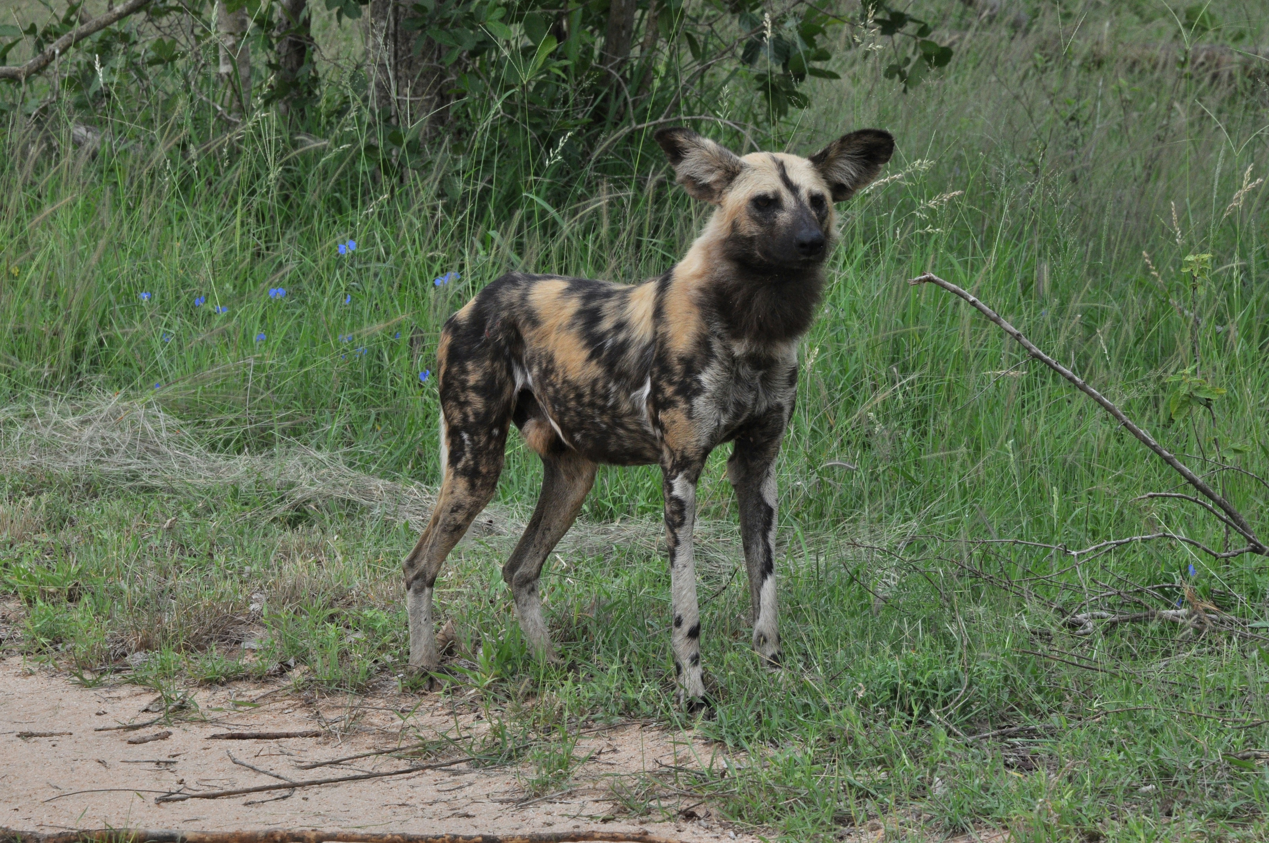 a wild dog standing on a dirt road