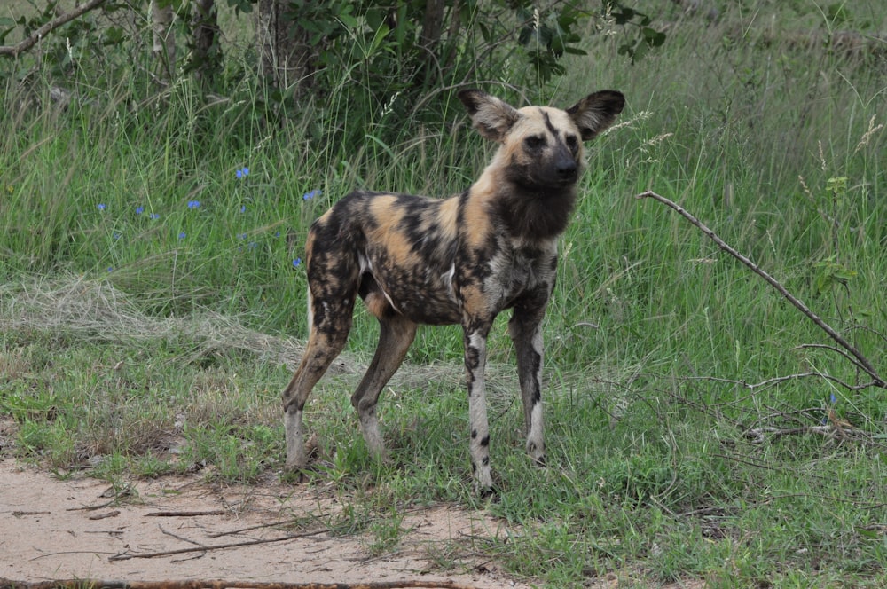 a wild dog standing on a dirt road