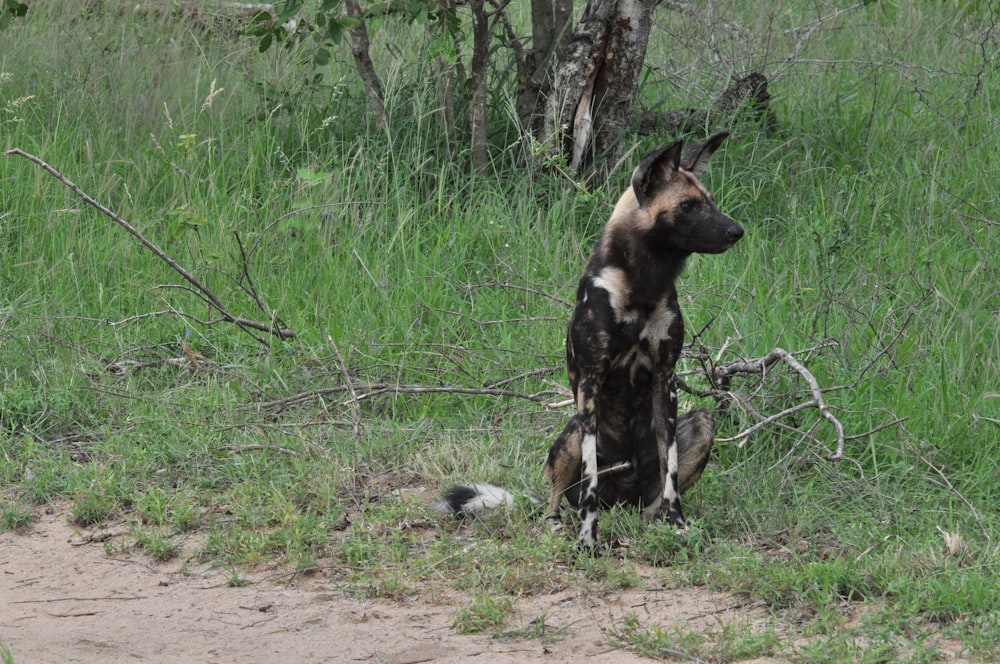 a wild dog sitting in the grass near a tree