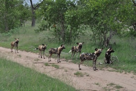A pack of African wild dogs are standing on a dirt path surrounded by lush greenery. The dogs have distinct black, brown, and white patches on their fur. They appear alert and attentive, with tall ears and long legs, in a natural wildlife setting.