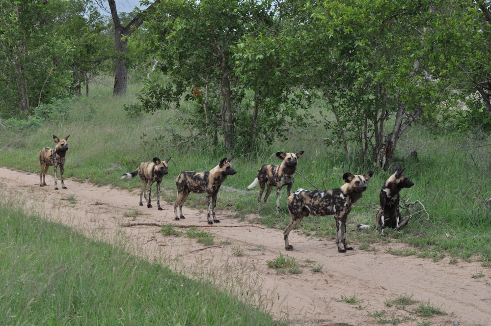 a herd of wild dogs walking down a dirt road