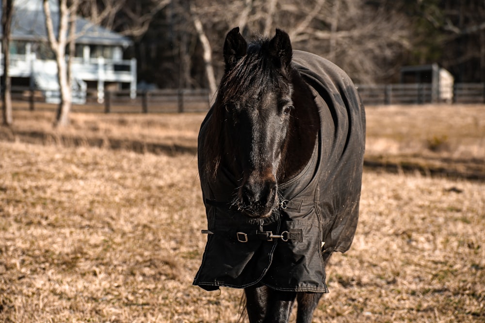 a horse wearing a blanket in a field