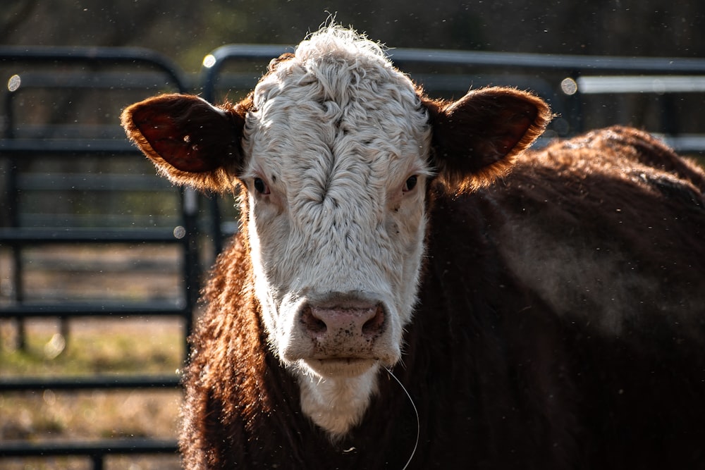 une vache brune et blanche debout à côté d’une clôture métallique