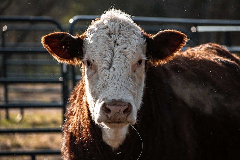 a brown and white cow standing next to a metal fence