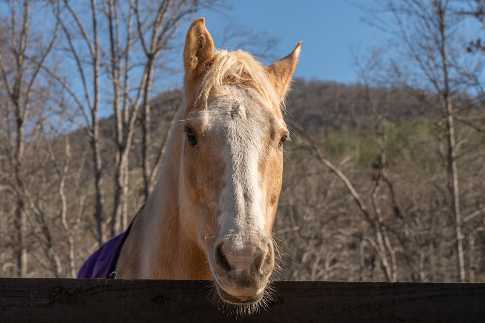 a close up of a horse looking over a fence