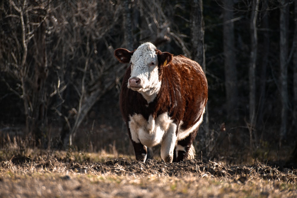 a brown and white cow standing in a field