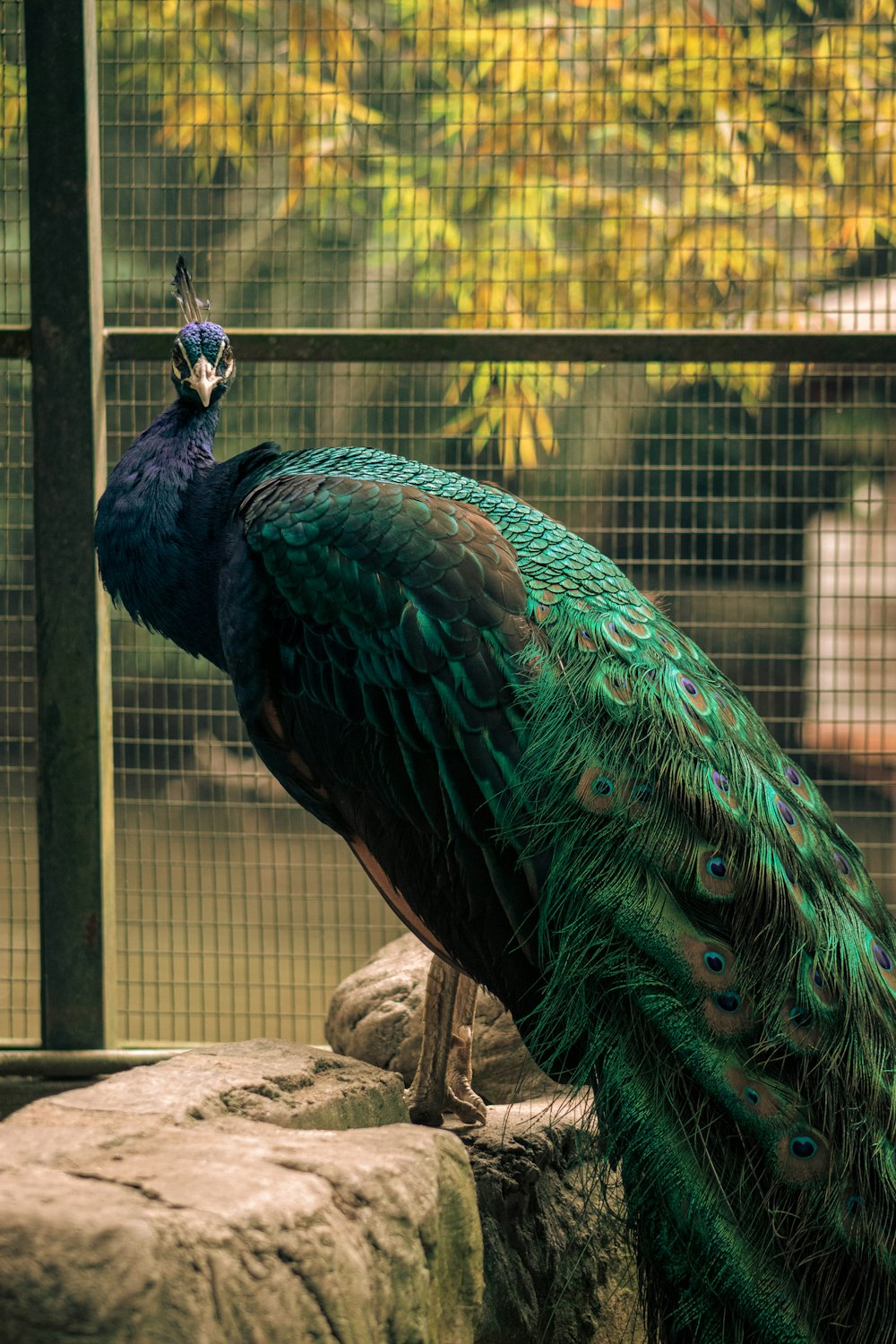 a peacock standing on top of a rock next to a fence