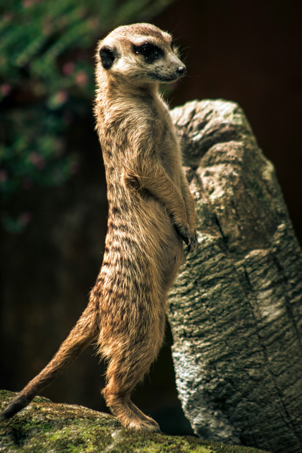 a meerkat standing on its hind legs on a rock