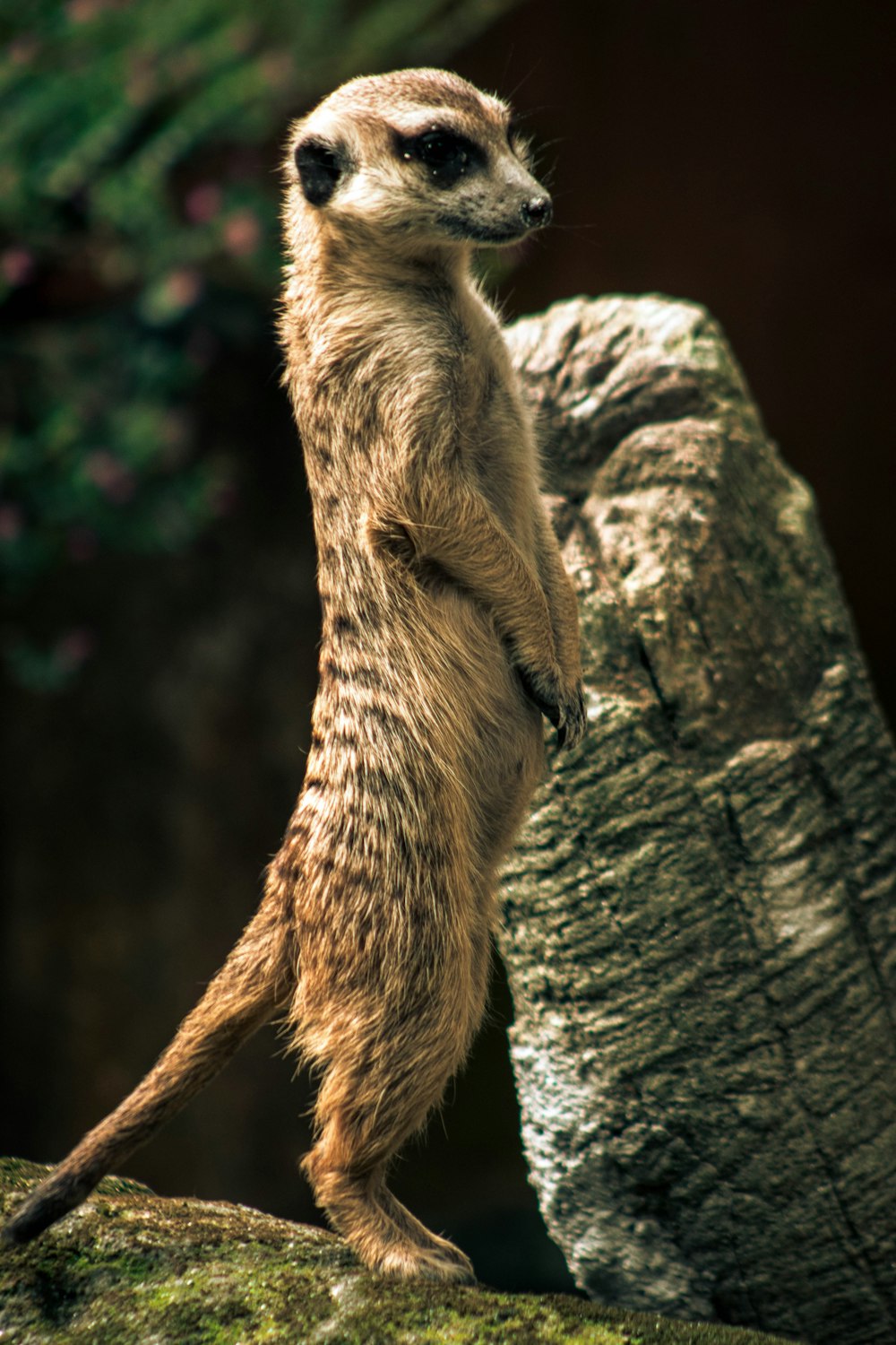 un suricate debout sur ses pattes arrière sur un rocher