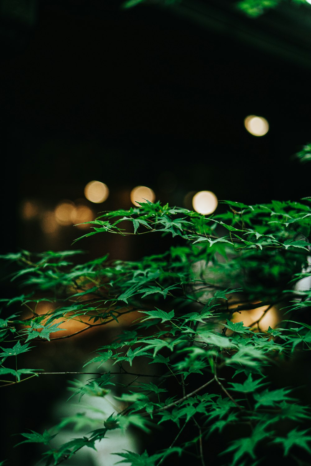 a close up of a plant with lights in the background