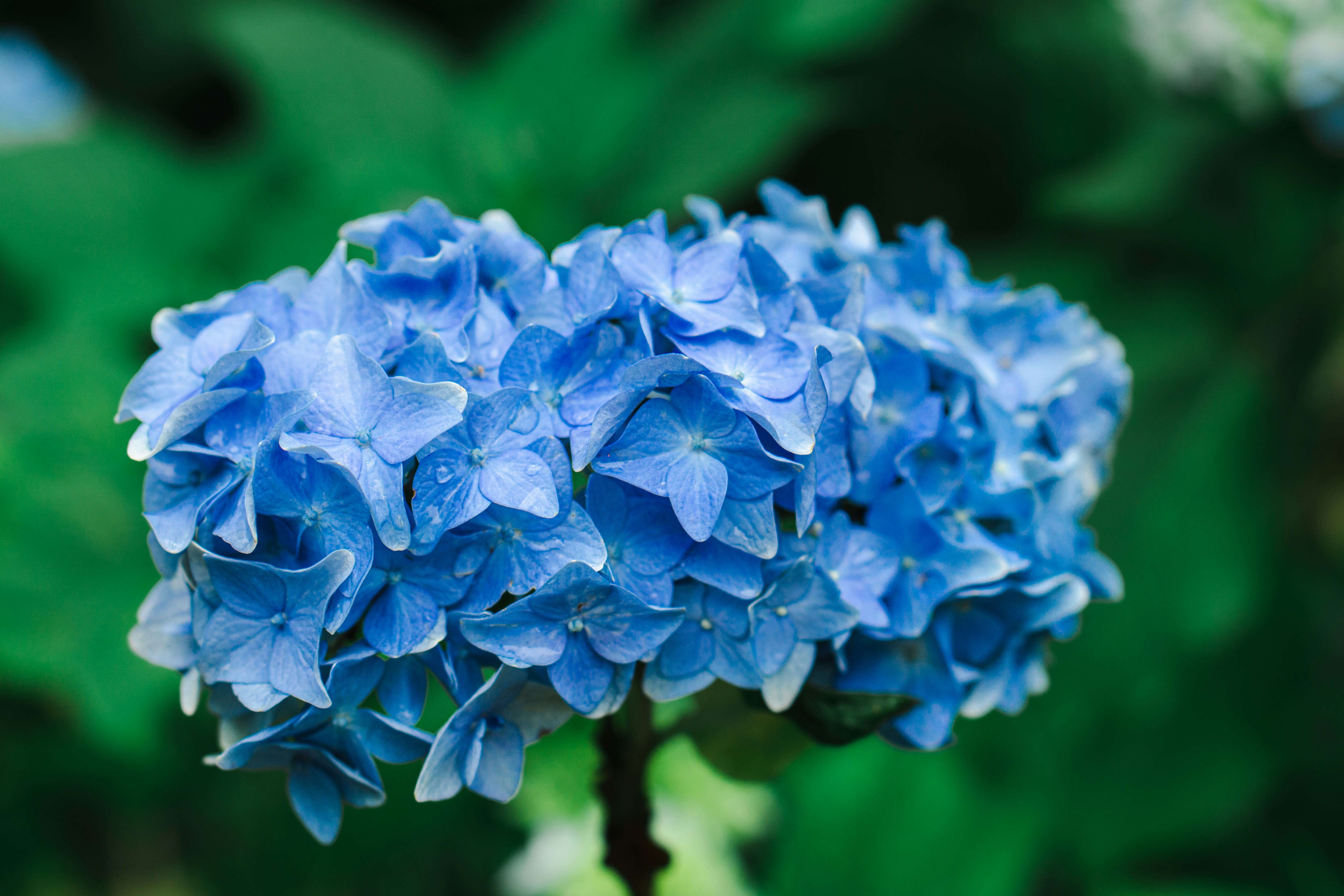 Photo by dianainjapan