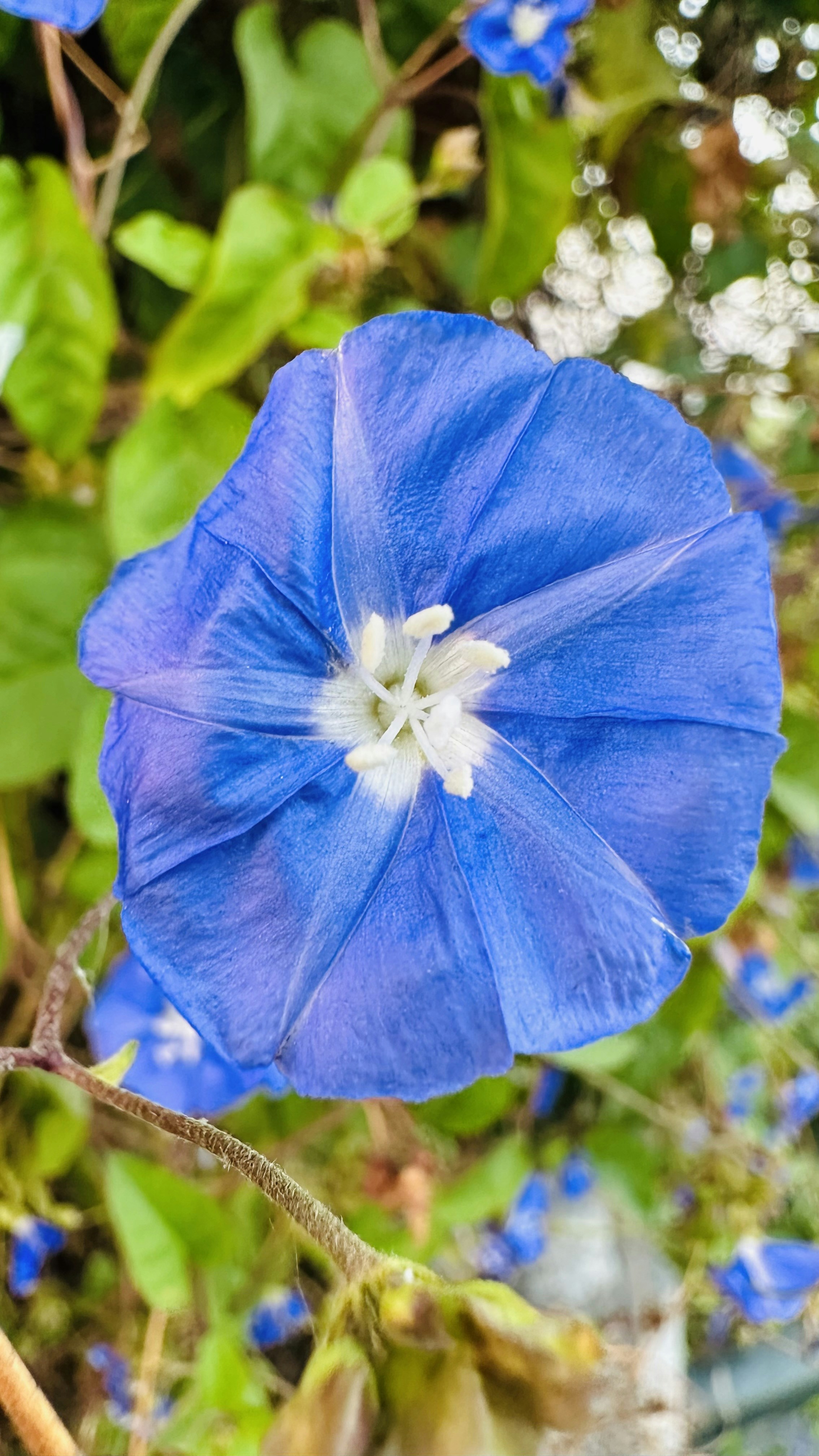 Photo by sriharshasharman