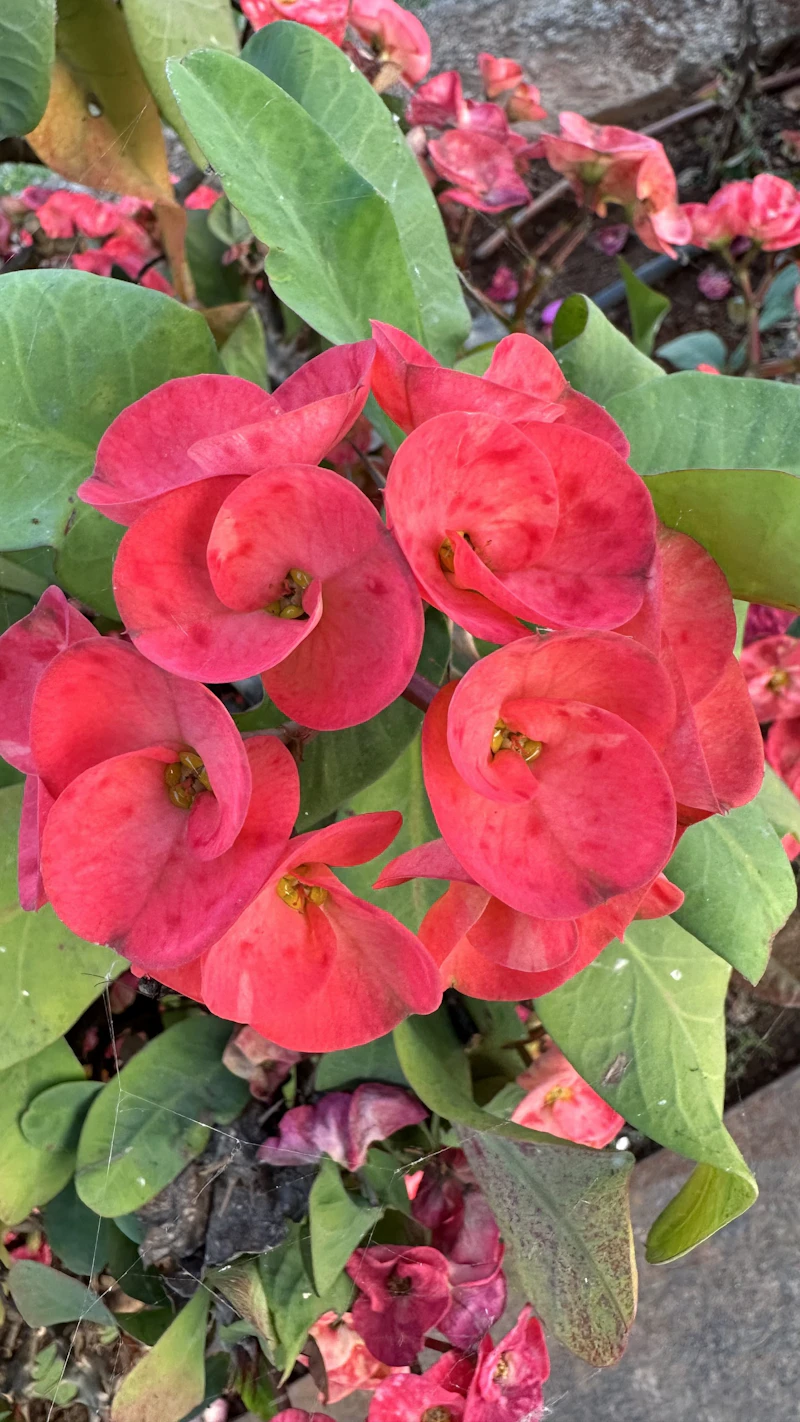 Close-up of red geranium flowers with multiple blooms